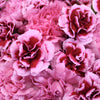 Fierce Pink Carnation Mix Pack