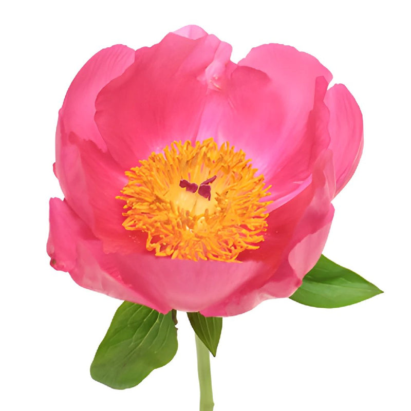 Flame Peony for April