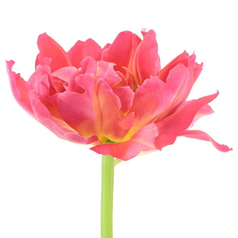 Flashpoint Pink Peony Tulips Wholesale Flower Side Stem