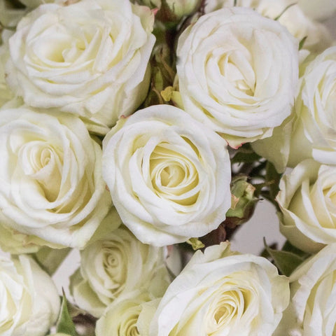 Floreana White Spray Roses Up Close