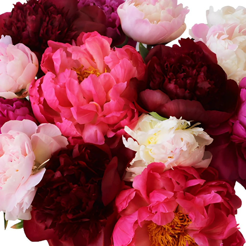 Mothers Day Wholesale Peonies