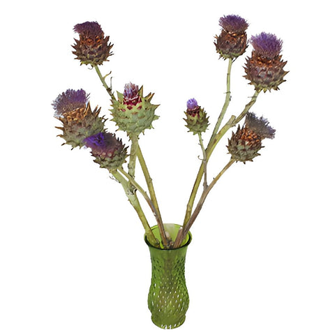 Flowering Artichoke For Flower Arranging