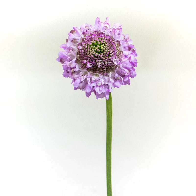 Lilac Focal Scabiosa Flower Stem
