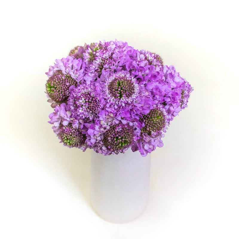 Lilac Focal Scabiosa Flowers in Vase