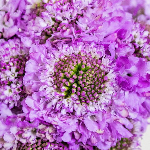 Lilac Focal Scabiosa Flowers Up Close