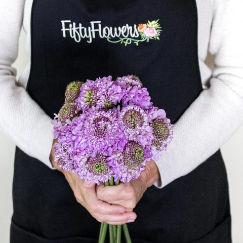 Lilac Focal Scabiosa Flowers in Hand