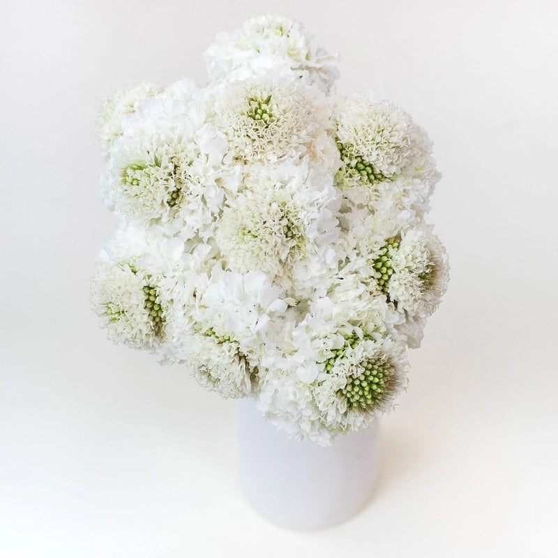 White Focal Scabiosa Flowers in Vase