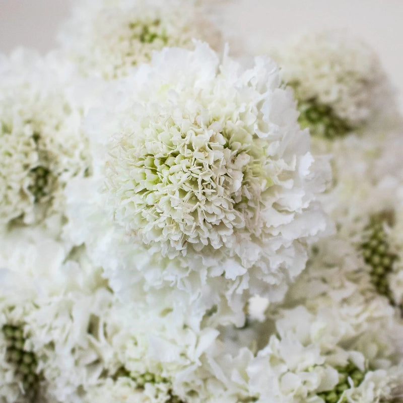 White Focal Scabiosa Flowers Up Close