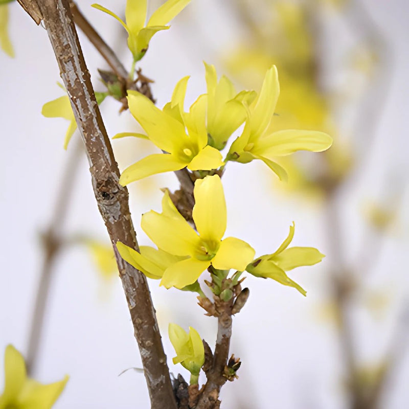Forsythia Yellow Flower Blooming Branch Up Close