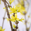 35 Inch Yellow Forsythia Blooming Branches