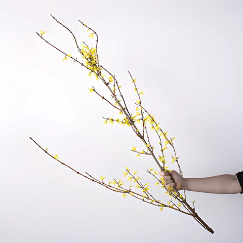Forsythia Yellow Flower Blooming Branch In a Hand