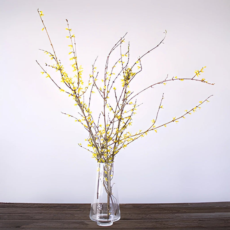 Forsythia Yellow Flower Blooming Branch In a Vase