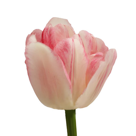 Foxtrot Pink and White Tulip Flower Up Close