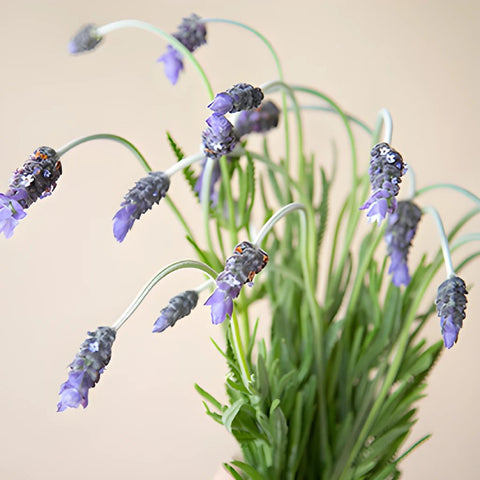 French Lavender Flower