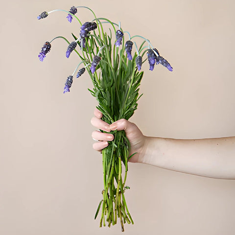 English Lavender (10 Bunches) - Wholesale - Blooms By The Box
