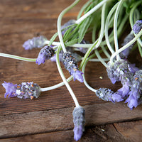 French Lavender Flower