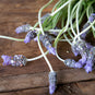 French Lavender Flower