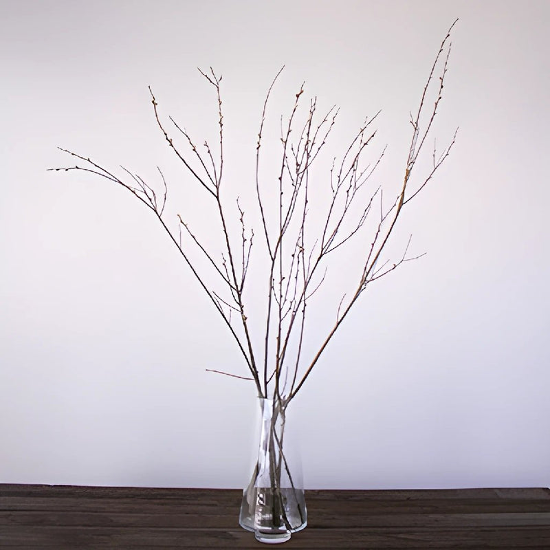French Pussy Willow Branches In a Vase