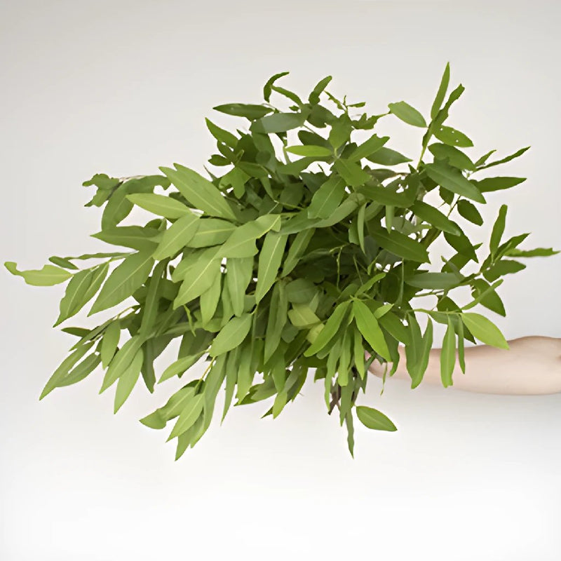 Buy Wholesale Bay Leaf and Rosemary Greens Garland in Bulk - FiftyF