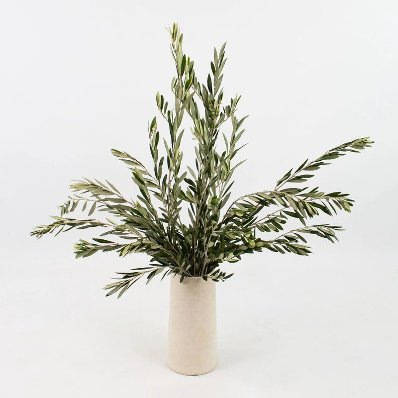 Fresh Cut Olive Greenery Bunch in Vase
