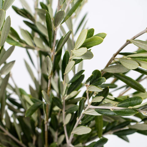 Fresh Olive Branches for events