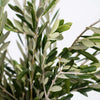 Fresh Cut Olive Greenery