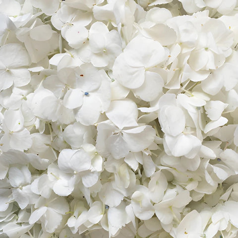 White Hydrangea Flower Petals