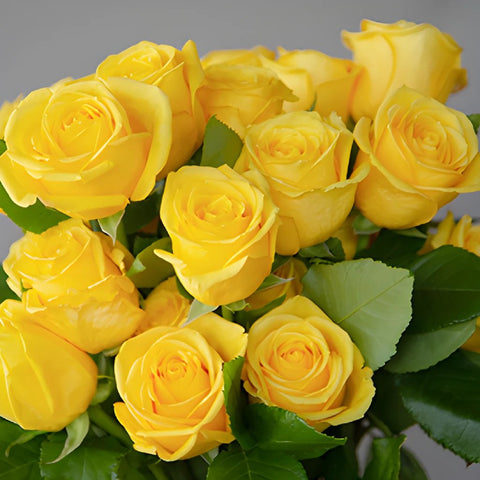 Bright Sun Yellow Fresh Cut Roses