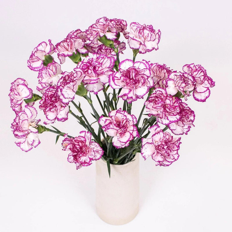 Fuchsia Pink and White Carnation Flower Bunch in Vase