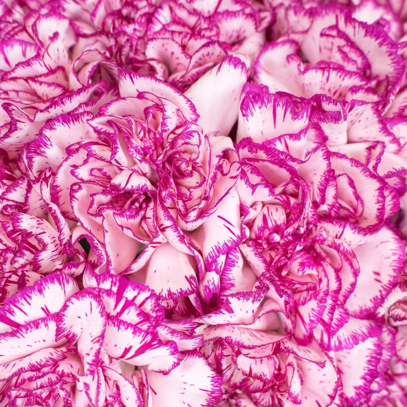 Fuchsia Pink and White Carnations Up close
