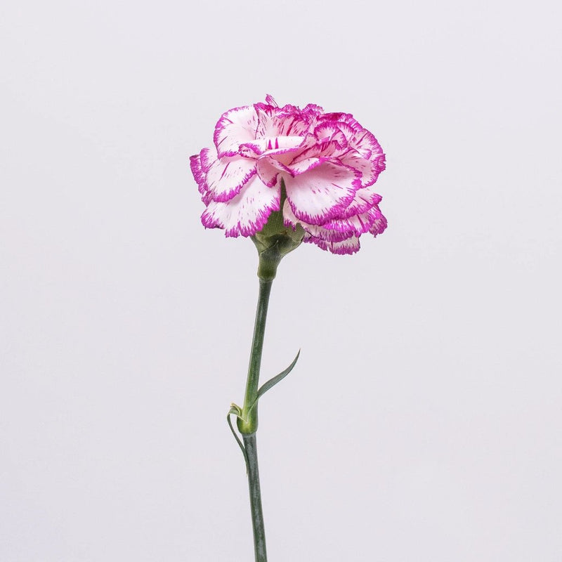 Fuchsia Pink and White Flower Stem