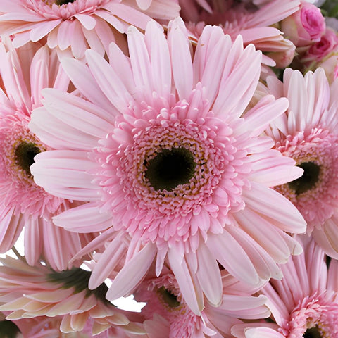 Garden Delights Light Pink Gerbera DIY Flower Kit Up Close