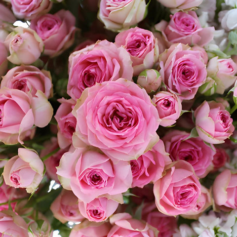 Garden Delights Light Pink Spray Rose DIY Flower Kit Up Close