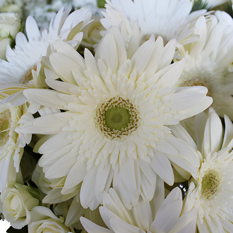 Garden Delights White Gerbera DIY Flower Kit Up Close