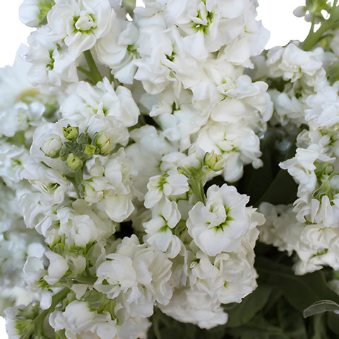 Garden Delights White Stock DIY Flower Kit Up Close