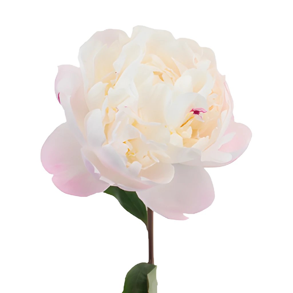 Gardenia Peony for April