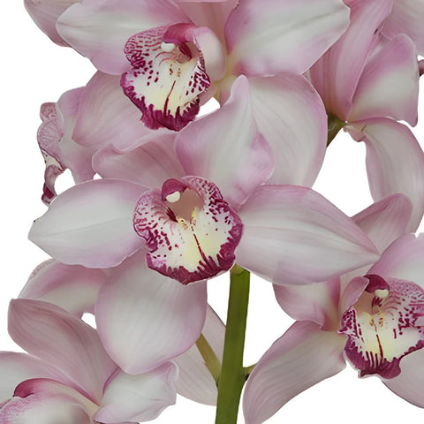Cymbidium Orchids Light Pink