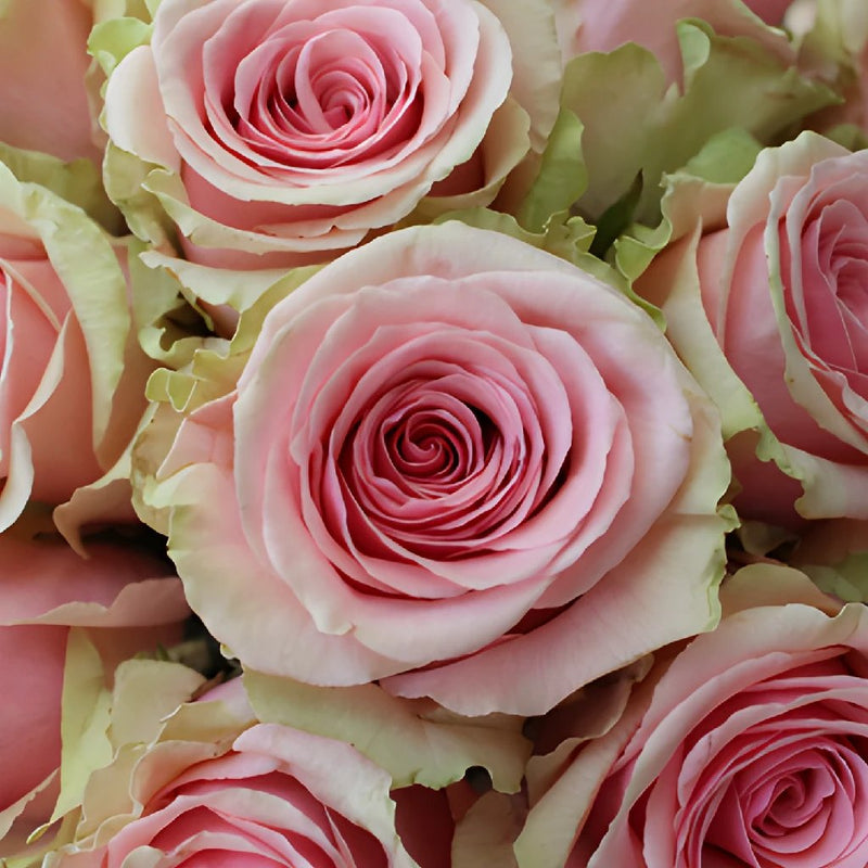 Geraldine Light Pink Rose