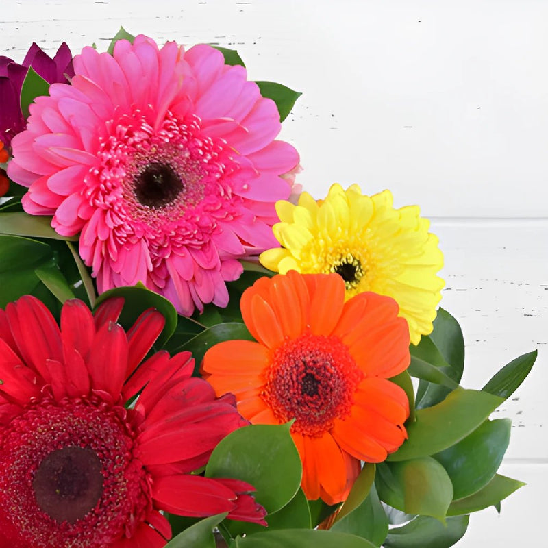 Save the Gerber Daisies Combo Pack