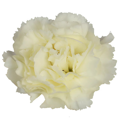 Gioele Crema Cream Carnation Flower Bloom