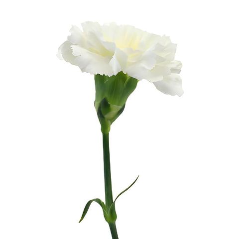 Gioele Crema Cream Carnations side stem