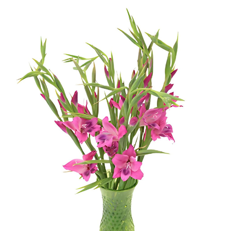 Pink Splash Mini Gladiolus Flowers