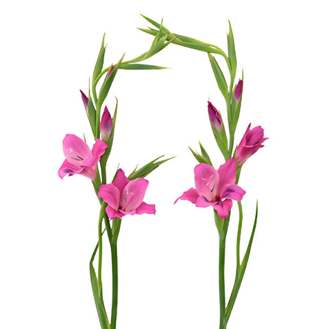 Pink Splash Mini Gladiolus Flowers