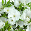 White Godetia Flowers