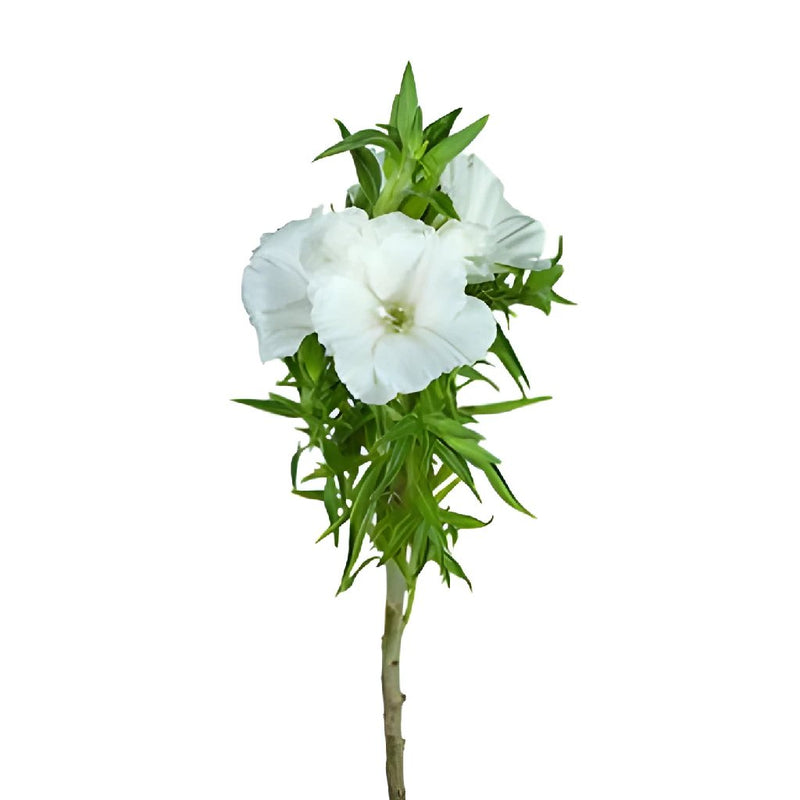 White Godetia Flowers