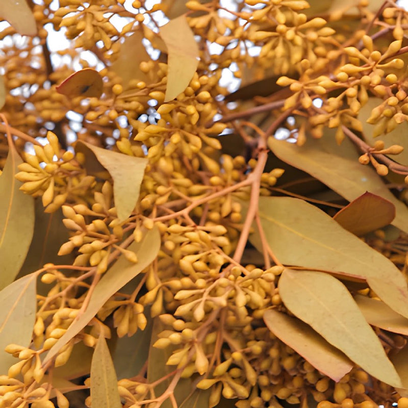 Gold Orange Seeded Eucalyptus Wholesale