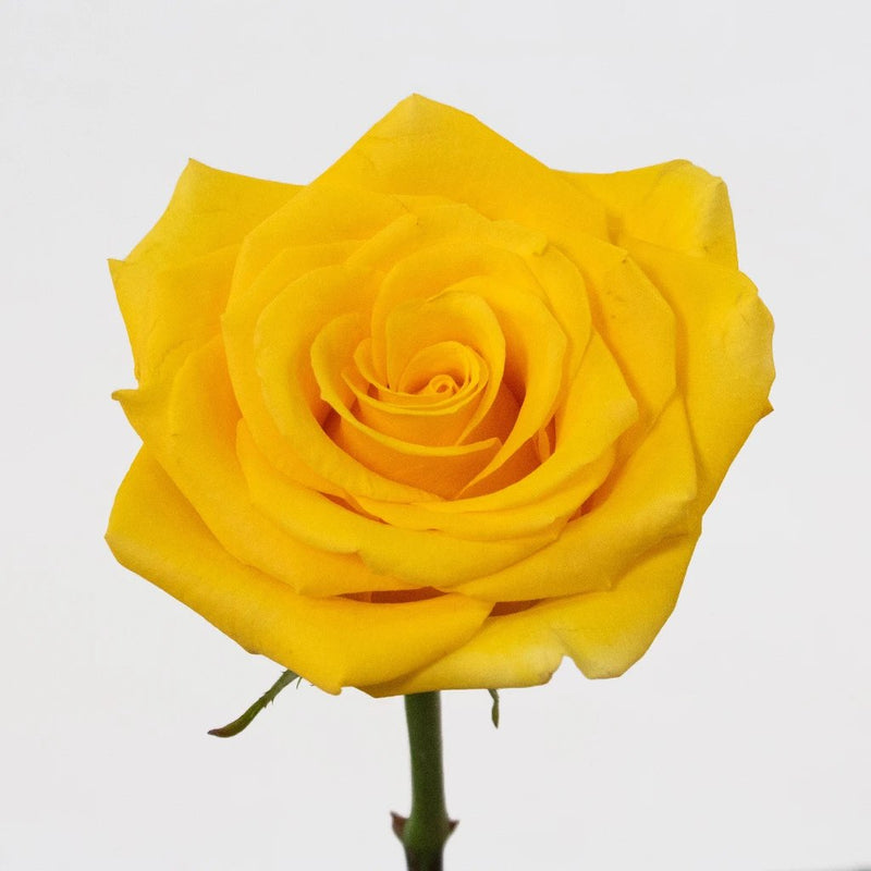 Gold Strike Yellow Rose Flower Stem