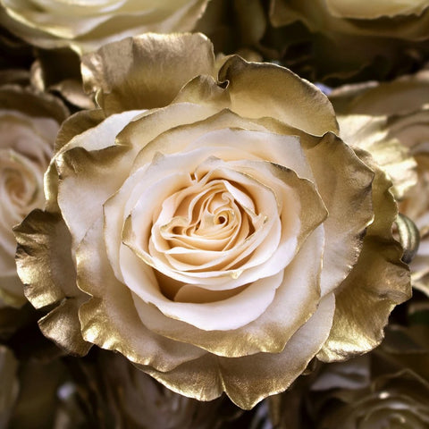 Gold Tined Rose Flower Up Close