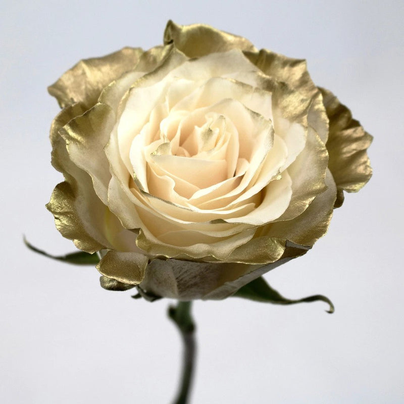 Gold Tinted Rose Flower Stem