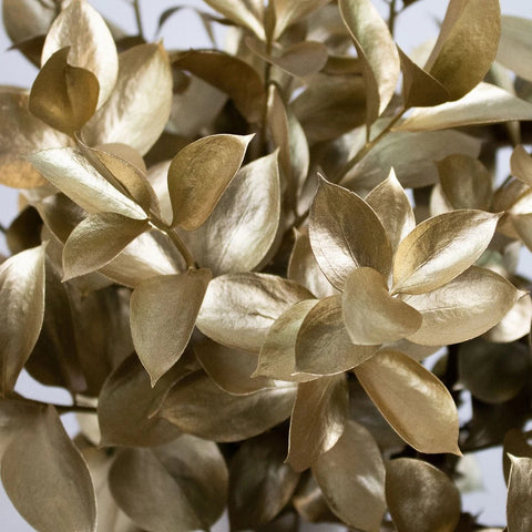 Gold Tinted Ruscus Greenery Wholesale